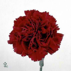 CARNATION CRIMSON TEMPO