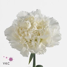 CARNATION DELPHI
