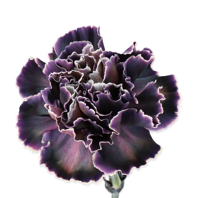 CARNATION DYED BLACK MOLLY