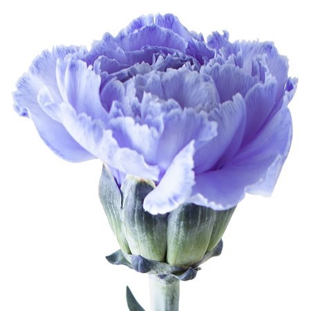 CARNATION DYED BLUE LAGOON