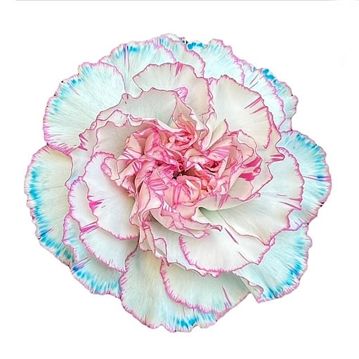 CARNATION DYED BLUSHING BLUE