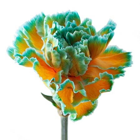 CARNATION DYED CURACAO