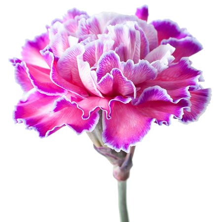 CARNATION DYED EXPRESSION