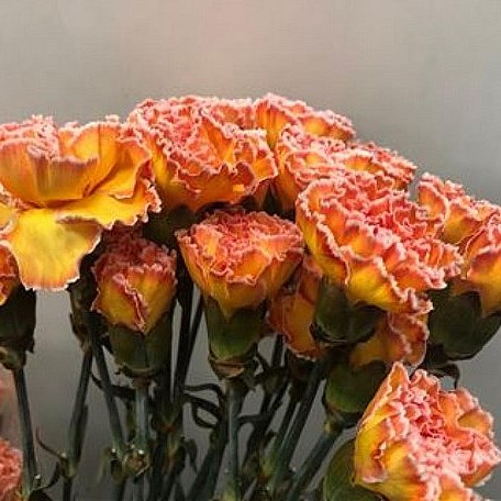 CARNATION DYED MOONSHINE