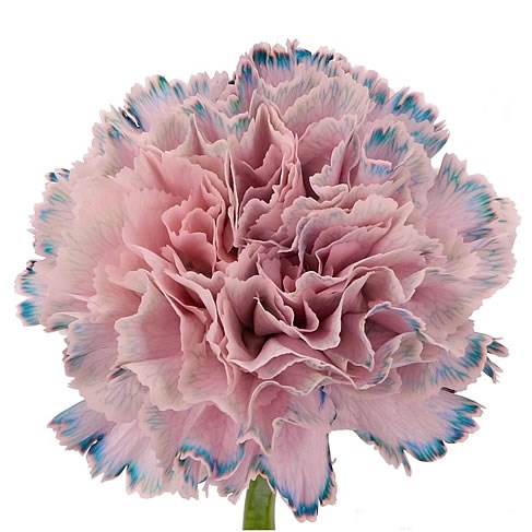 CARNATION DYED MYSTIC PINK