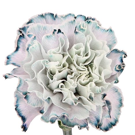 CARNATION DYED PASTEL BLACK