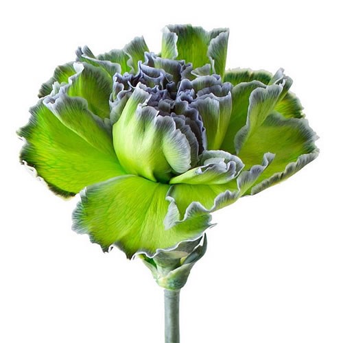 CARNATION DYED POLAR LIGHT
