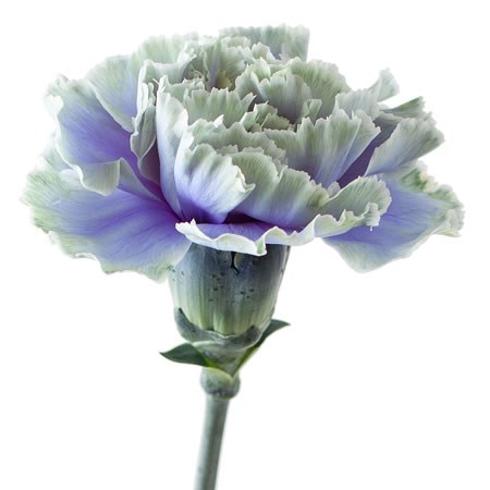 Dyed Carnations | Wholesale Dutch Flowers Direct & Florist Supplies UK