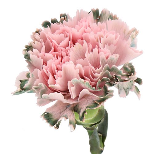 CARNATION DYED REBEL PINK