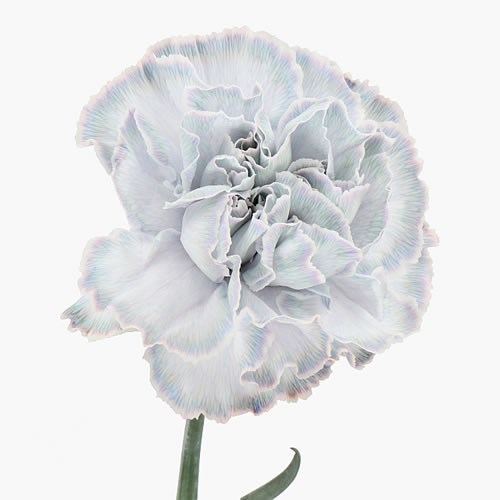 CARNATION DYED SHADOW