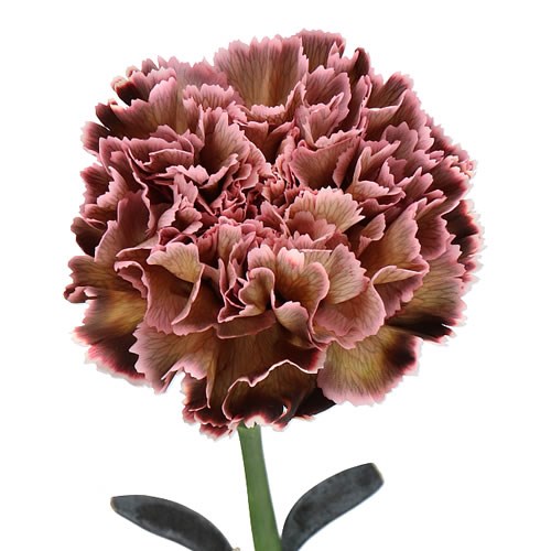 CARNATION DYED VINTAGE