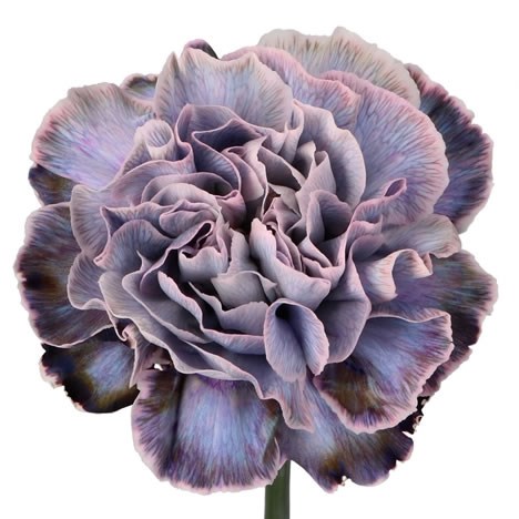 CARNATION DYED VIOLETTA