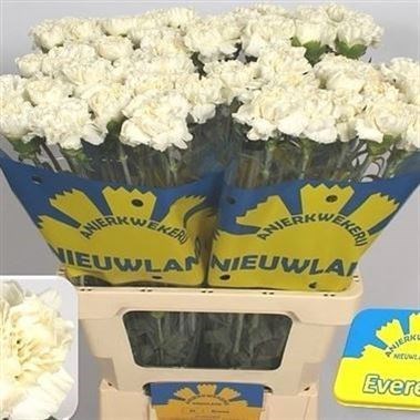CARNATION EVEREST