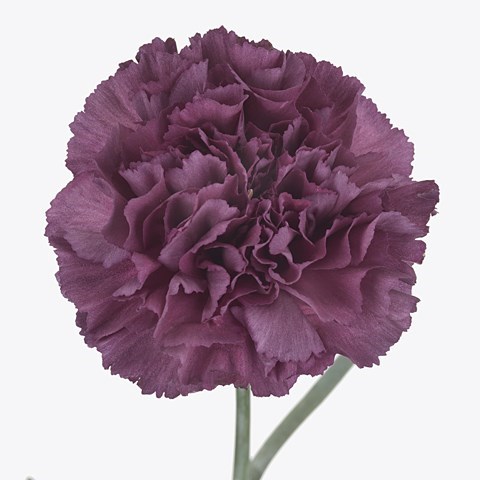 CARNATION EXTASIS