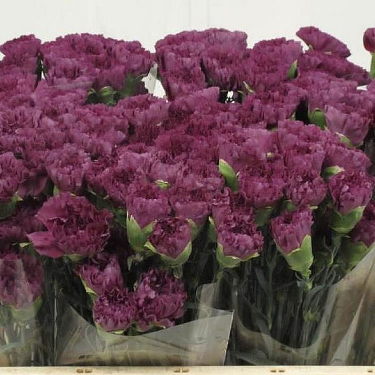 CARNATION EXTASIS