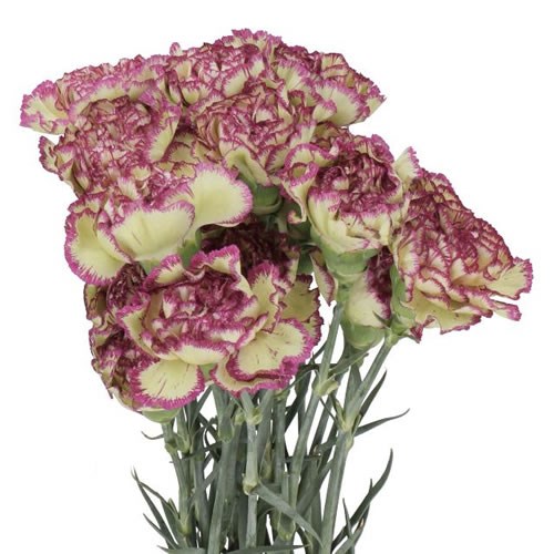 CARNATION EXTRAVAGANZA