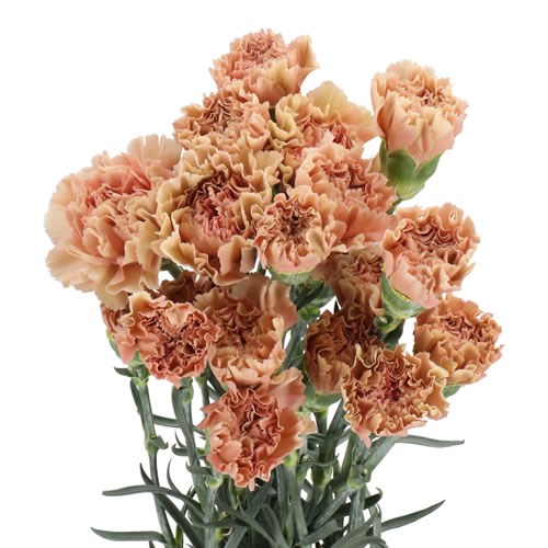 CARNATION HONEY