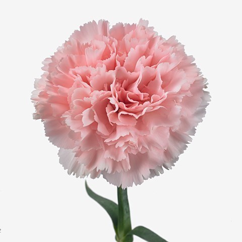 CARNATION JODIE