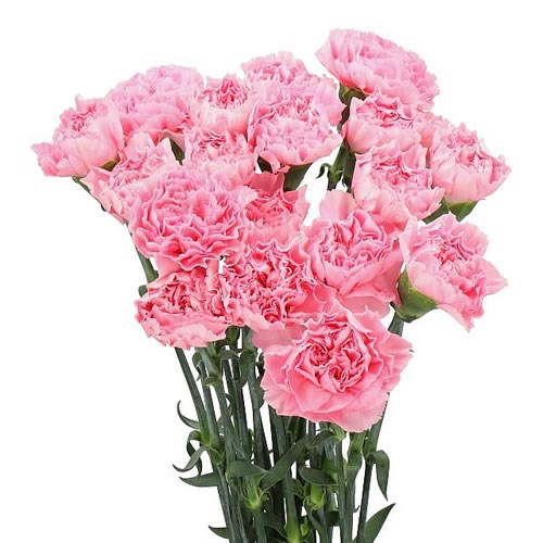 CARNATION JULIA