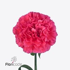 CARNATION KIRSI