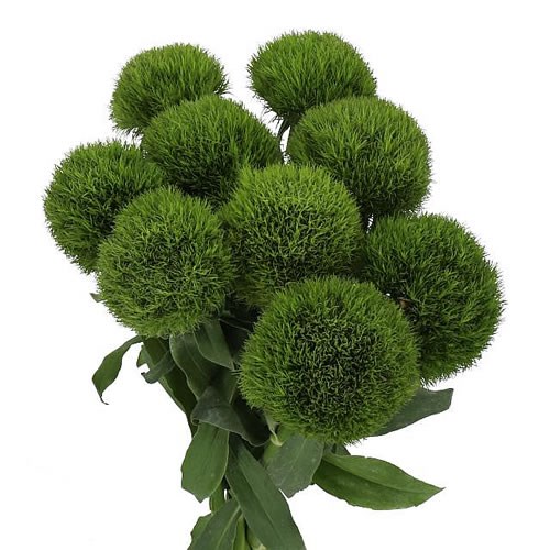 CARNATION KIWI COOL