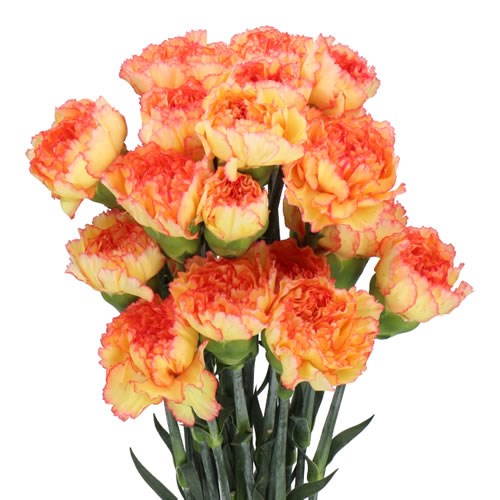 CARNATION KOMACHI FIESTA