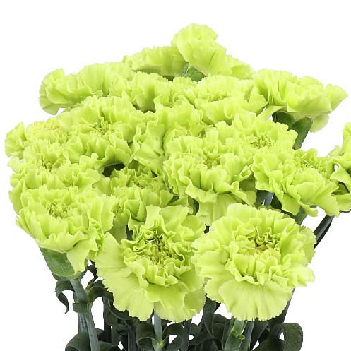 CARNATION LADY ZOYA