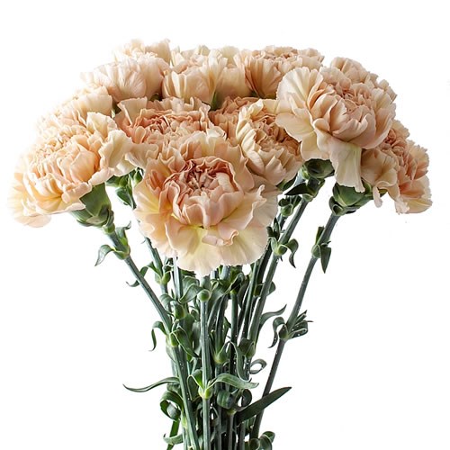 CARNATION LEGE MARONNE