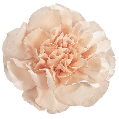 CARNATION LIZZY