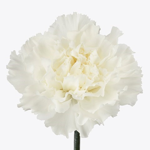 CARNATION MONT BLANC