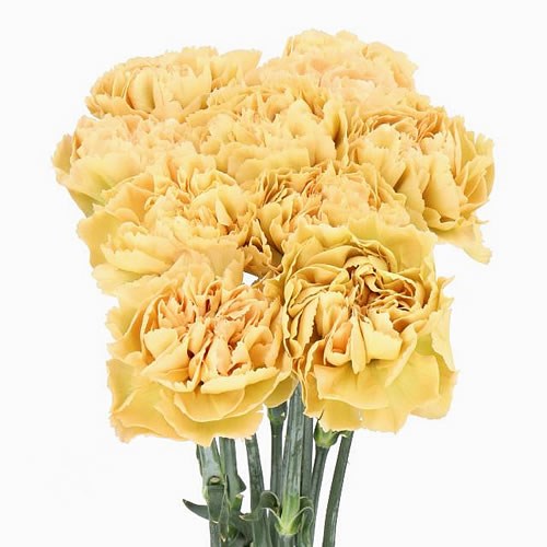 CARNATION MUSTARD