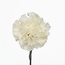 CARNATION NORTH WIND