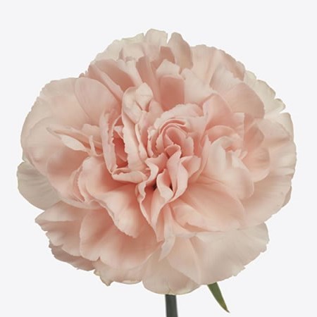 CARNATION NOVIADO