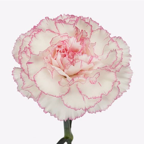 CARNATION PASTEL DAMASCUS