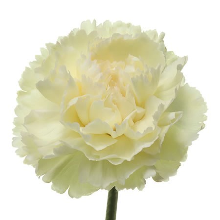 CARNATION PAX