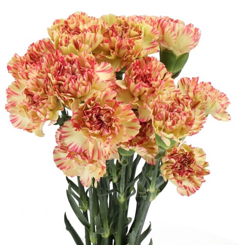 CARNATION SALAMANDRA