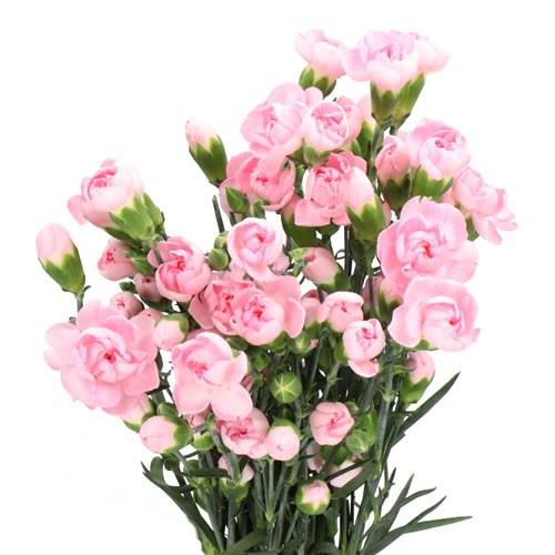 CARNATION SPR. ATHENA SELECT