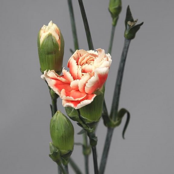 CARNATION SPR. BARILOCHE