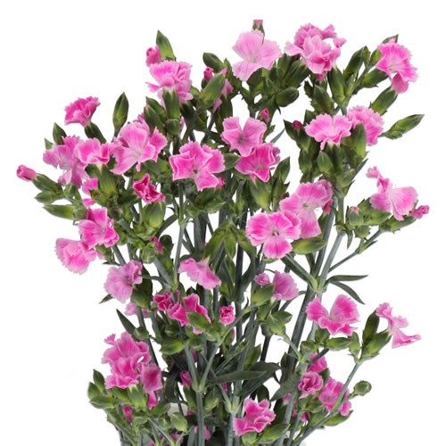 CARNATION SPR. LILLIPUT MAUVE