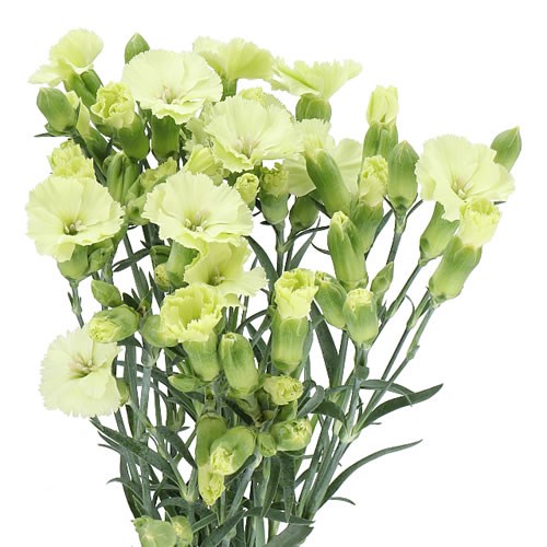 CARNATION SPR. SOLOMIO BERN
