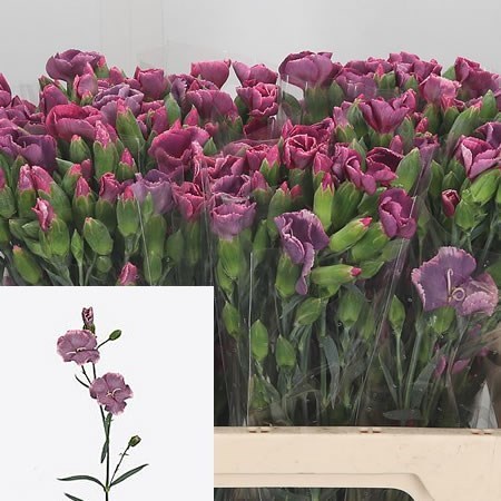 CARNATION SPR. SOLOMIO BONO