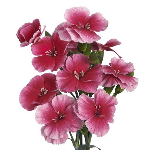 CARNATION SPR. SOLOMIO DIXIE