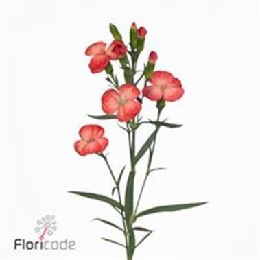 CARNATION SPR. SOLOMIO ESLI