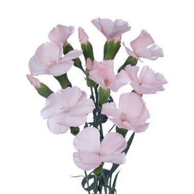 CARNATION SPR. SOLOMIO GIL