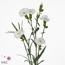 CARNATION SPR. SOLOMIO KEN