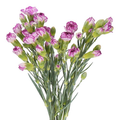 CARNATION SPR. SPECTRO