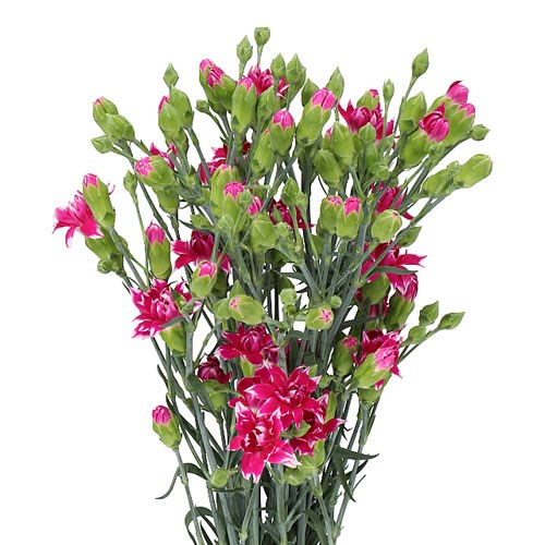 CARNATION SPR. STAR FRUITY TESSINO