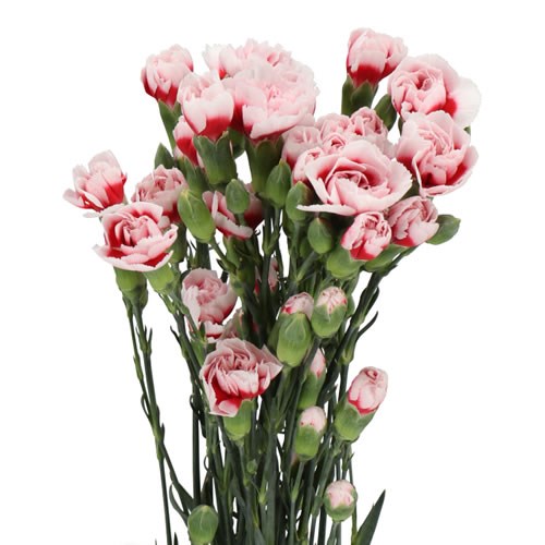 CARNATION SPR. SWING
