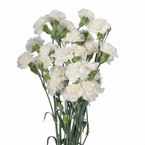 CARNATION SPR. TARIFA