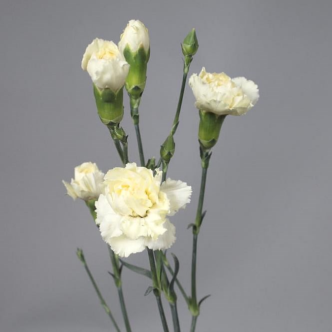CARNATION SPR. TAYRONA CREAM